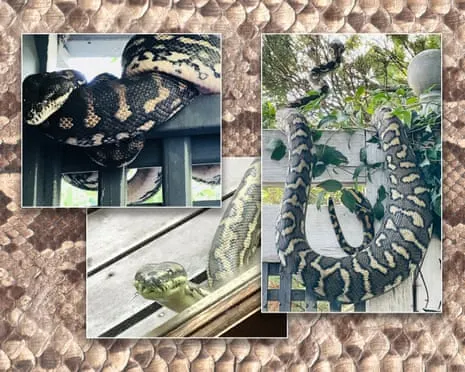 Accepting the Reptiles in the Overhead Space: An Evolution from Anxiety to Admiration